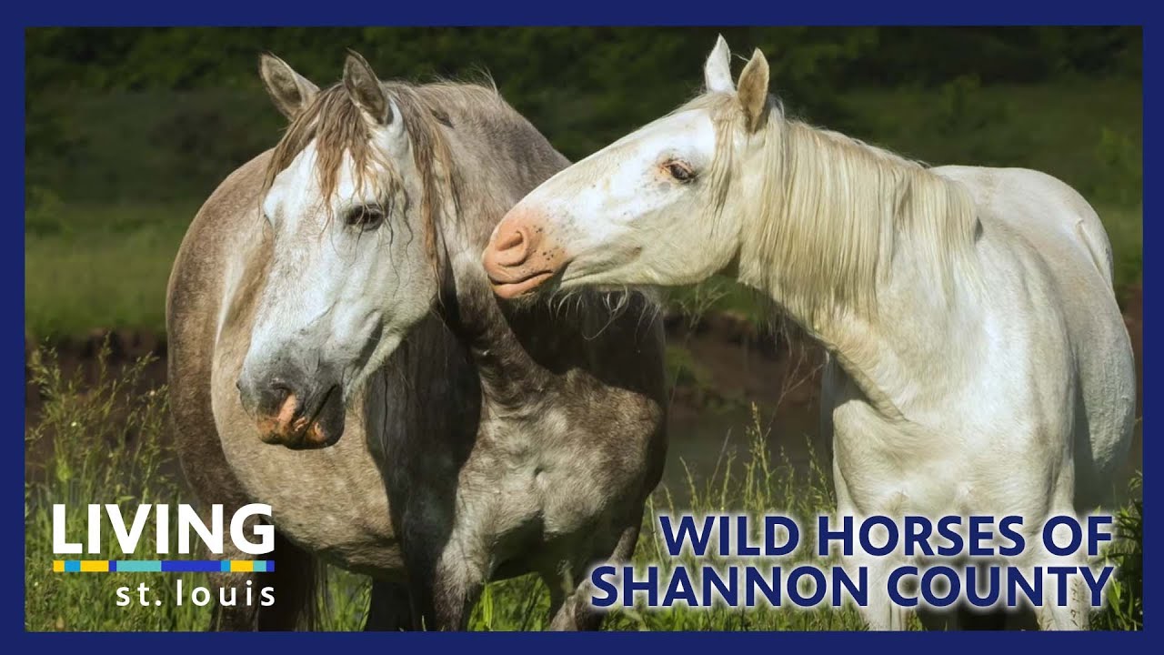 Wild Horses of Shannon County Living St. Louis YouTube