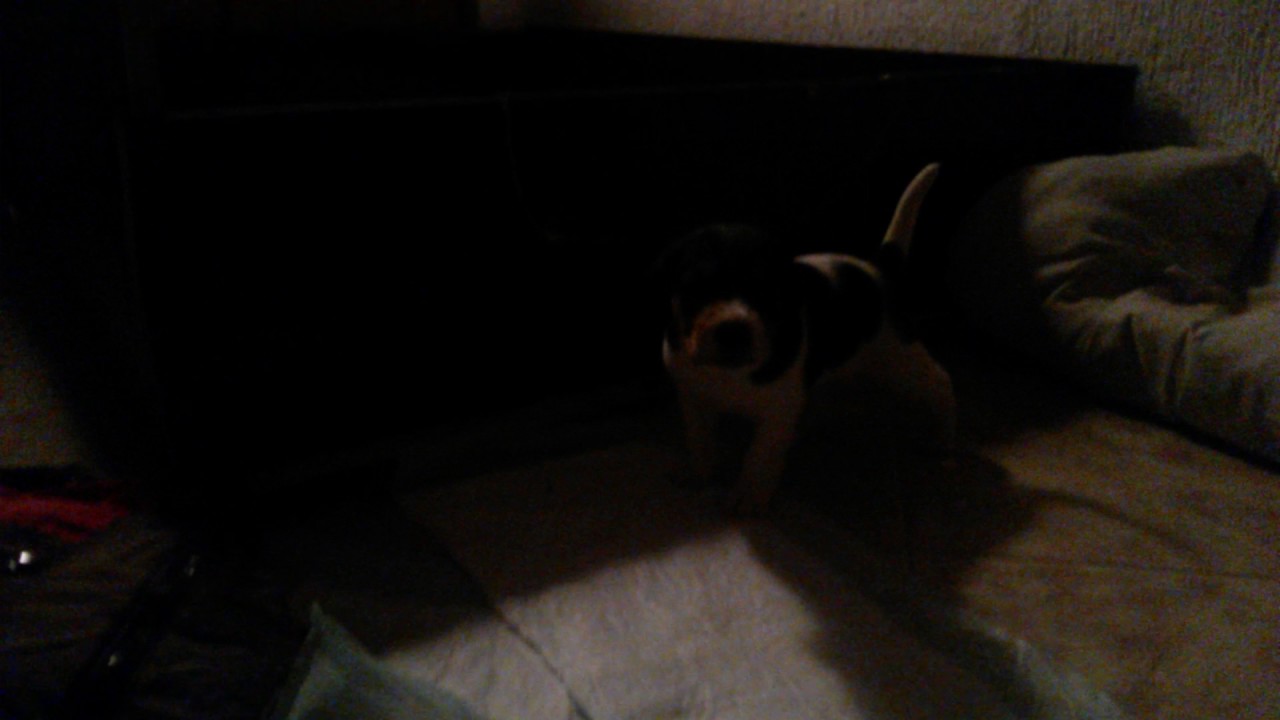 Jack a bee 23 days old ...Talk with me