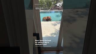 Bear beats the heat by taking a dip in backyard pool