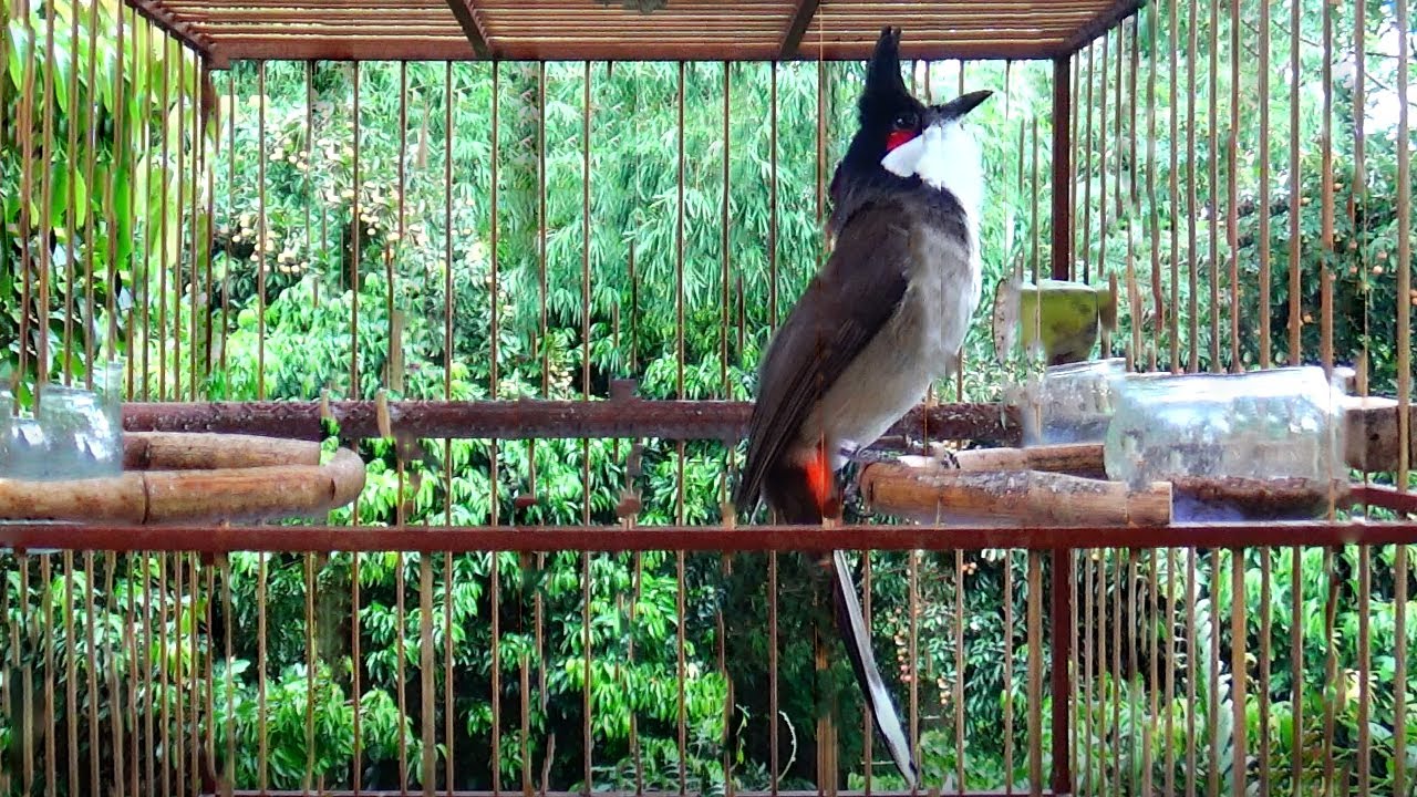 Thailand bird - สียงนกกรงหัวจุก เพลงเบิ้ล4พยางค์ เบิ้ล - Bird 