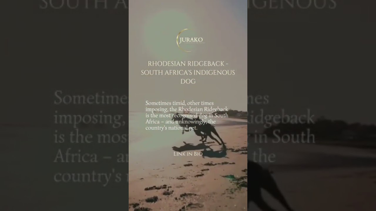 Rhodesian Ridgeback truly is South Africa's indigenous dog 