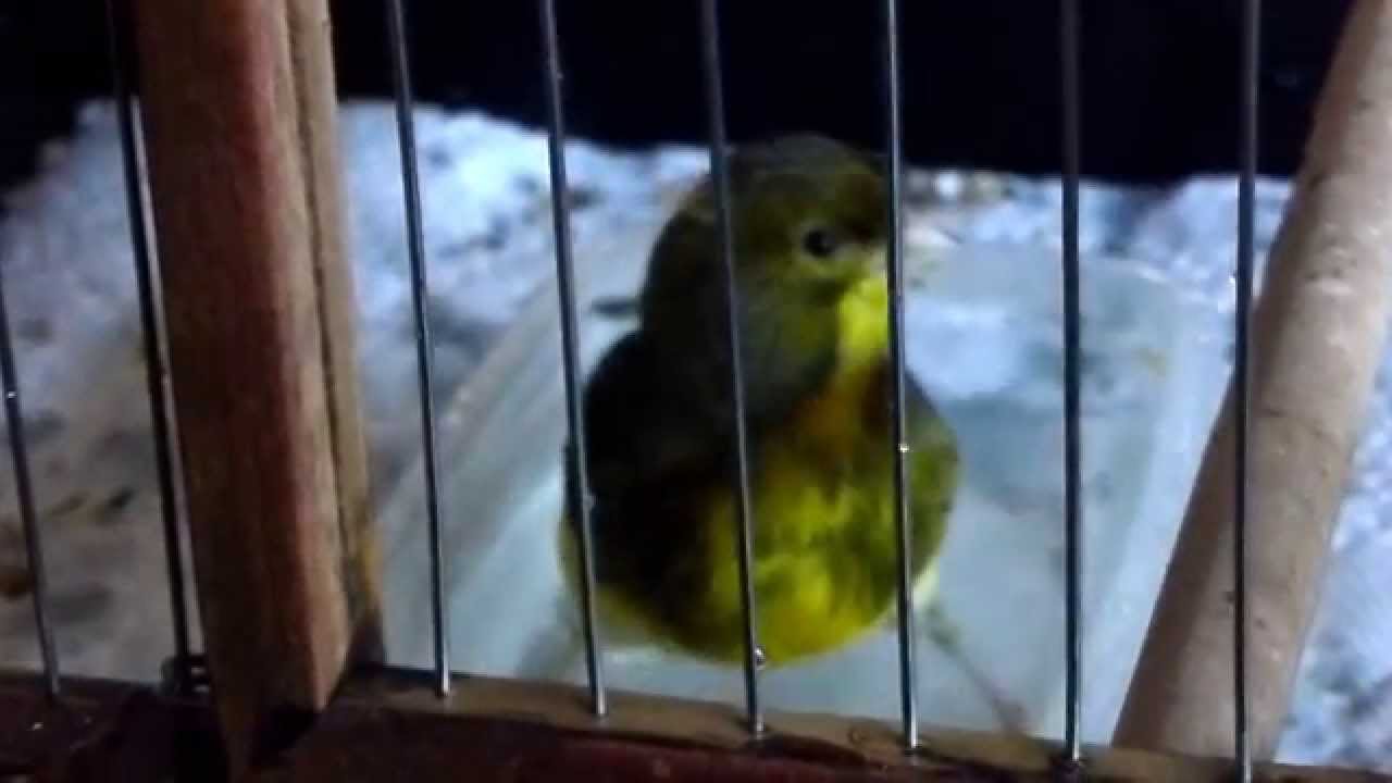 Влагалище секс с толстой канарейкой видео фистинг