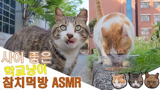 사이 좋은 학교냥이들 참치먹방 ASMR ! #cat #cute #animals #고양이 #길냥이 #먹방 #힐링