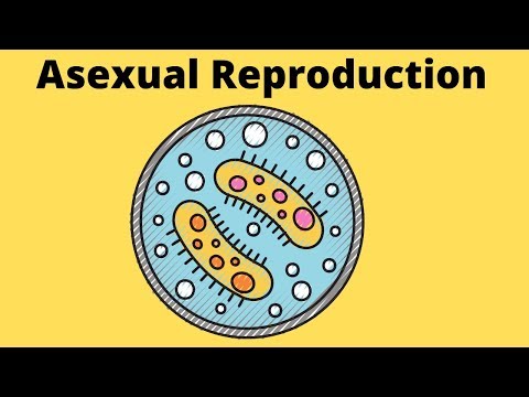 Asexual Reproduction-Fission-Budding-Fragmentation-Spores