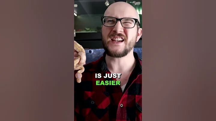 Are Ball Pythons Good For Beginners? #pythons #snakes #reptiles