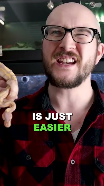 are-ball-pythons-good-for-beginners-pythons-snakes-reptiles-youtube