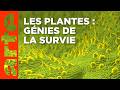 Superstratégies | Le génie caché des plantes (2/2) | ARTE