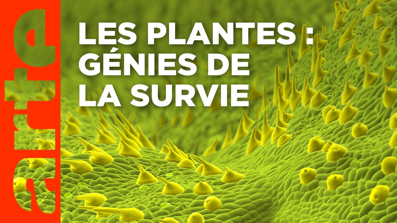 Superstratégies | Le génie caché des plantes (2/2) | ARTE
