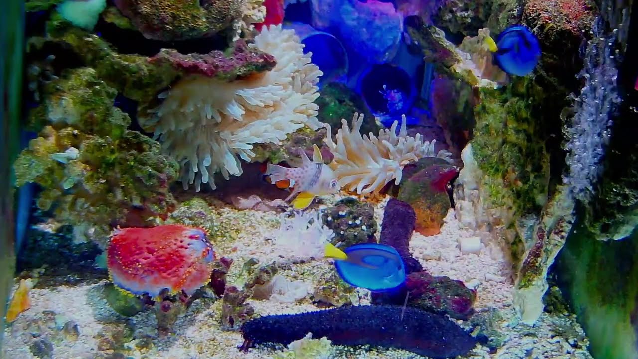🥰It's heartening to see this: 🐠🦞🦀brings relaxation and joy to