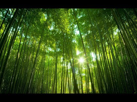 Hvordan laver man bambustøj ?
