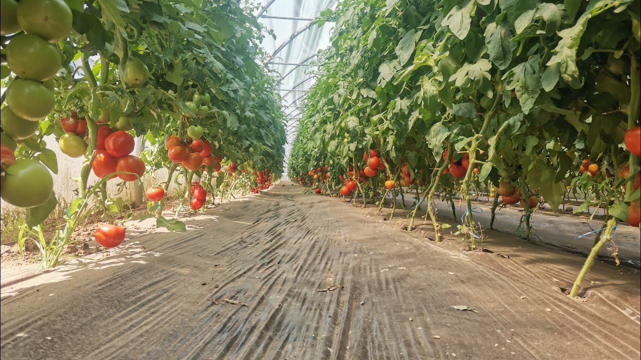 Am mers la Nache să cumpăr roșii pentru bulion!! Haideți să vedem toate culturile lui!