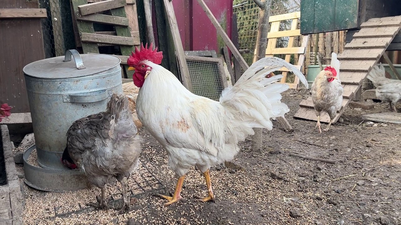 😱Hens-VLOGS :1255😭