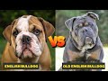 Olde English Bulldogge Vs English Bulldog - Comparison Between Two Bull Dogs