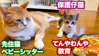 保護仔猫を先住猫達それぞれ教育する姿が可愛すぎる #猫 #保護猫 #仔猫 #cat #kitten