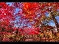 Hiraoka arboriculture center 2015 [平岡樹芸センター] の動画、YouTube動画。