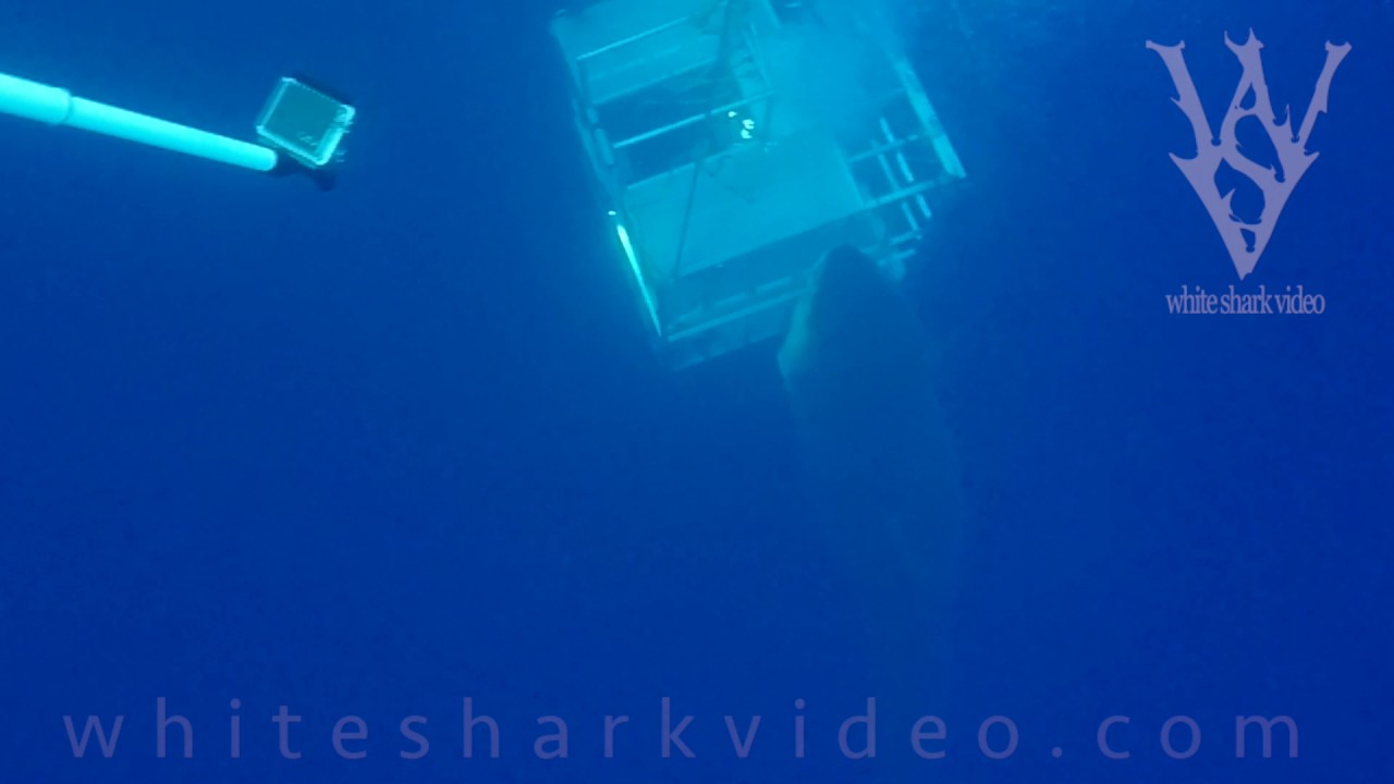sharknado 5 WSV: Two views of white shark biting cage
