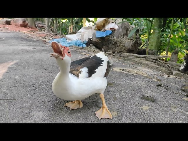 Pet Muscovy duck sound class=