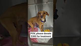 please help link in bio#unitedstates #newyorkcity #usa@BigBossGuy94@piepennybaileyzig@Shihosa-Shishi