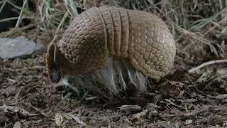 Adorable Armadillo Feasts and Dances in the Enchanted Forest!