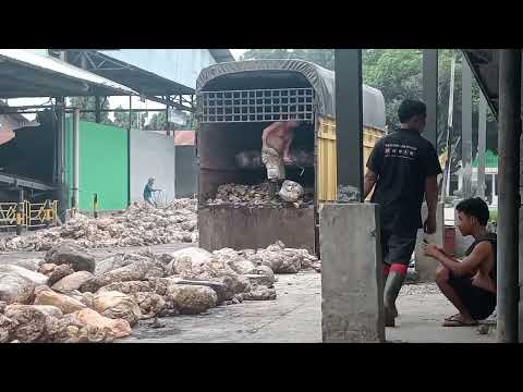 BONGKAR LANSUNG DI CINCANG