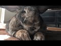 Woman brings home a wife for her lonely bunny