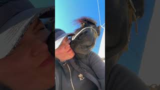 Horse Gently Kisses Woman’s Face