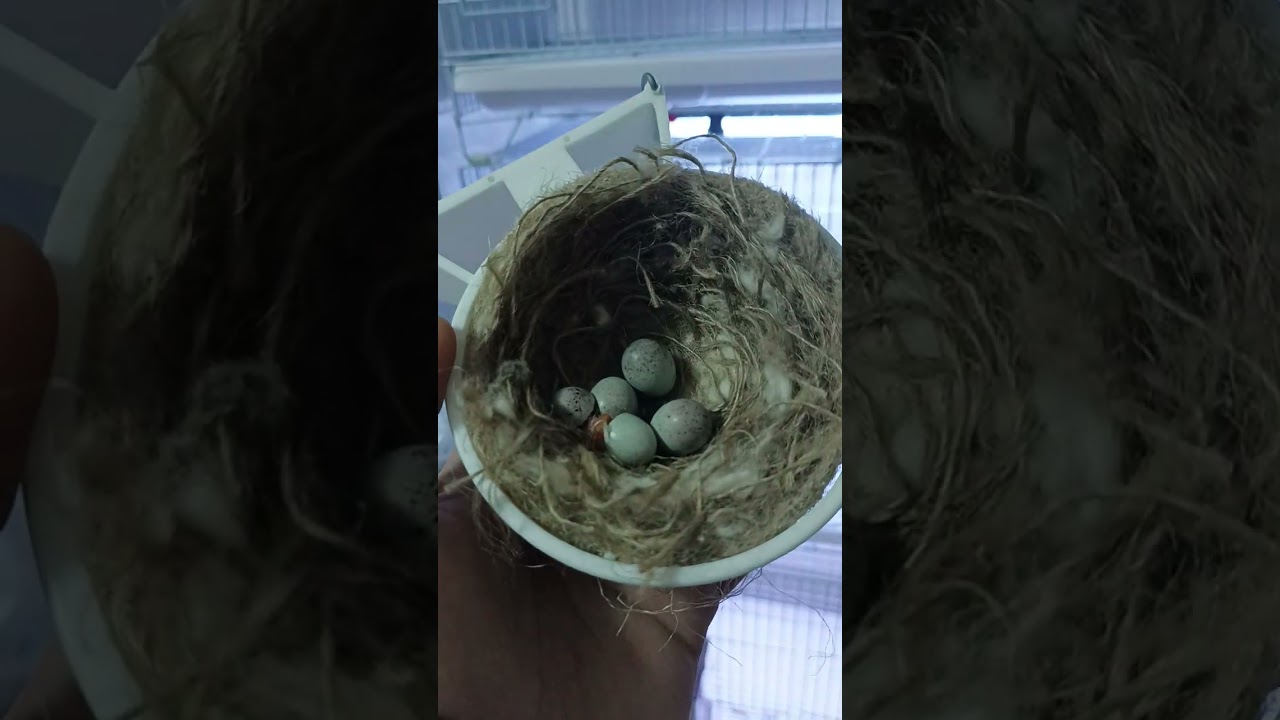 تقبل الله منا ومنكم صالح الاعمال صياما مقبول وذنبا مغفور موسم موفق للجميع 2025