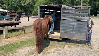 Loading a Horse Into a Horse Trailer in Just 11 Seconds