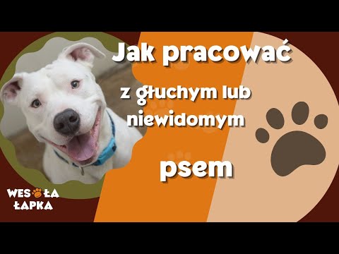 Wideo: Mountain Boarding With Dogs: Off-Roading Adventures zasilane przez Pooches Część 1