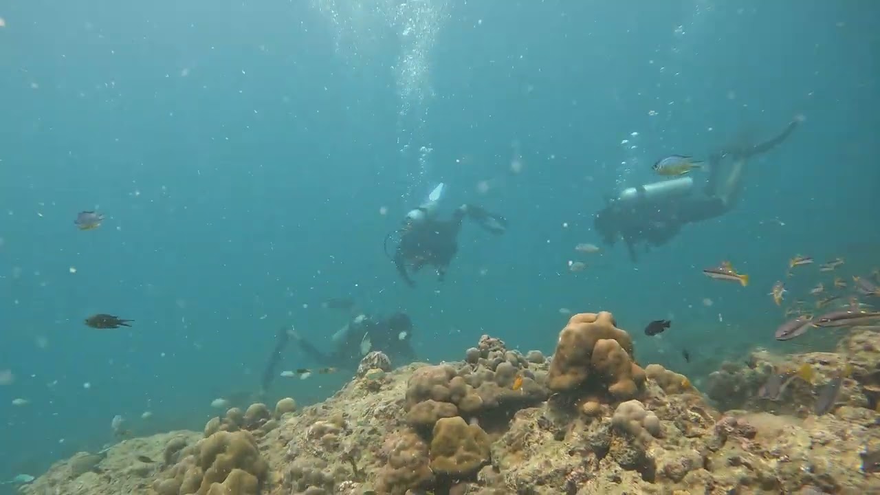 Oval Reef or Tribe Gate - School of fish on 27th of July & decent visibility.
