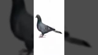 Pigeon #shorts #meme #pigeon #spydezz