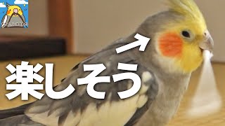 イヤホンとか推奨 足音も可愛いオカメインコ オカメインコ大百科