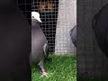 Muski pigeon
