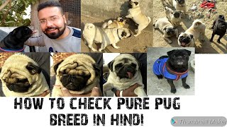 How to Check Pure Pug Breed in Hindi || Pure Pug Dog || Pug Facts