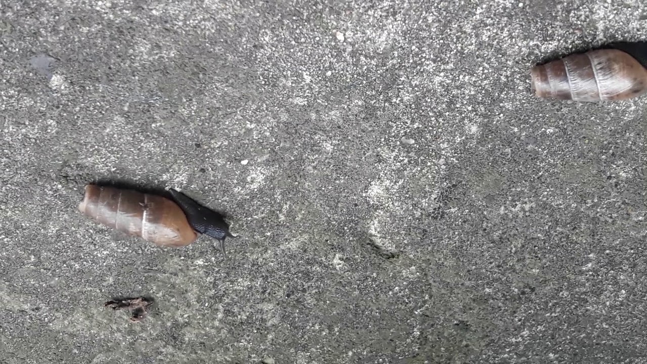 Moluscos - Gasterópodos II