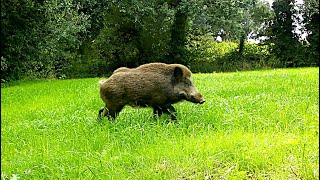 3 ? Équipes De Sangliers, Des Solitaires Et Des Chevreuils