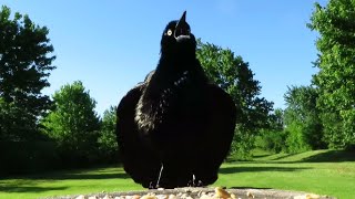 The beautiful songs of common grackles
