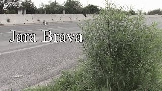la jara brava