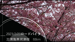 20230223 三浦海岸河津桜ロードバイク