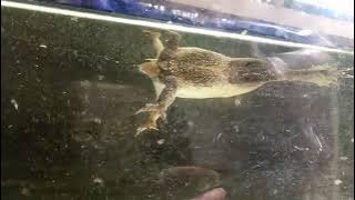 tadpoles and swimming frogs KECEBONG DAN KODOK BERENANG