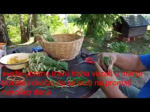 Video: Uskolisna Vatrogasna Trava - Sirovina Za čaj Od Koporye