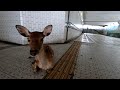 奈良公園　鹿さんたち暑い日は地下道で涼んだり、溝にハマったり、ミストを浴びたり、池に入ったり