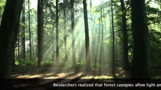 Biomimicry Project