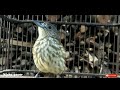 Burung Siri Siri Gacor Nembak Isian Mp3 - Mp4 Download