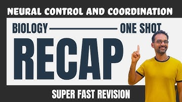 Neural control and coordination | One shot revision