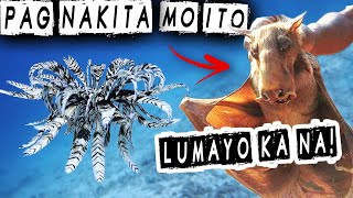 PART 3 - 10 KAKAIBANG HAYOP SA MUNDO | AweRepublic