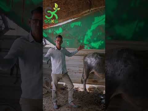 GAU RAKSHA PARMO DHARMA #gaumata #gaurakshak #gauraksha #cow #savecow  #farming #biodigester