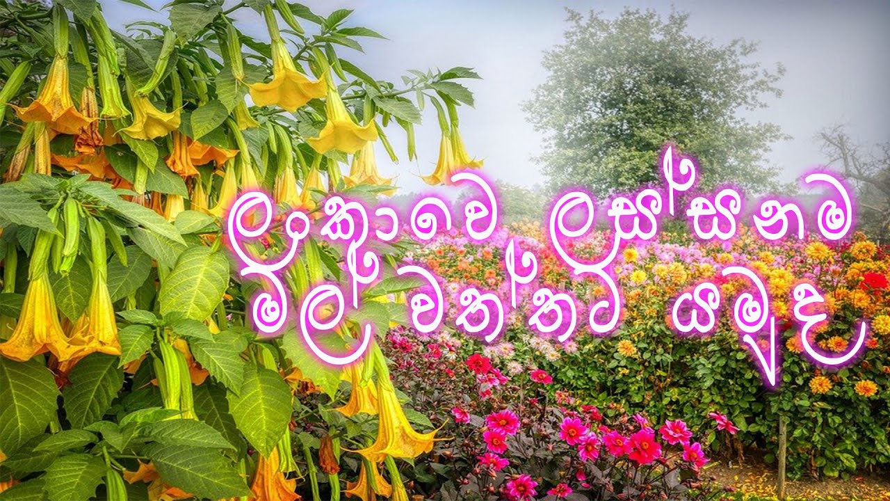 Beautiful flower garden in sri lanka YouTube