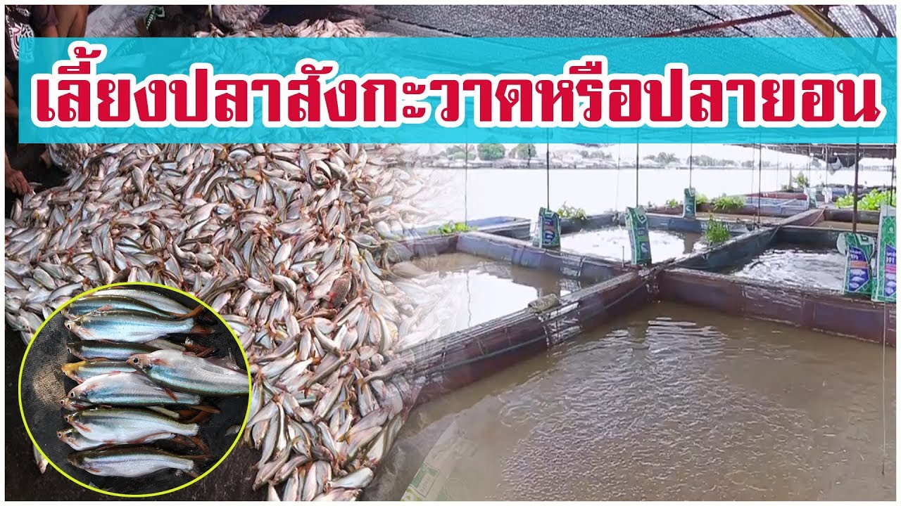 เลี้ยงปลาสังกะวาด ปลายอนในกระชัง เลี้ยงง่ายขายดี