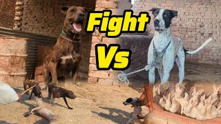 Dog Fight Bully Dog Vs Bully Dog